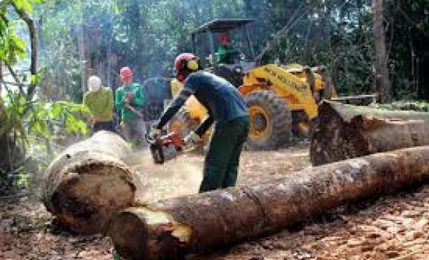 Extração de madeira sustentável é proibida por três meses em Rondônia