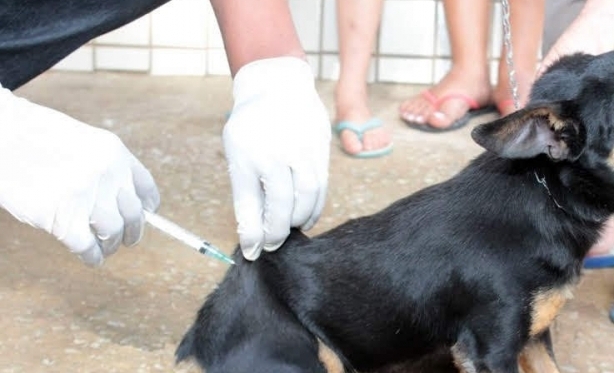 UVZ alerta para importncia da vacinao contra doenas virais em ces e gatos
