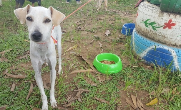 Prefeitura de Ji-Paraná não realiza recolhimento de animais de rua